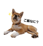 柴犬モナ（個別スタンプ：7）