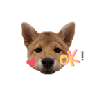 柴犬モナ（個別スタンプ：8）