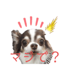 ワンだらけ パラダイスそのに（個別スタンプ：1）