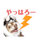 ワンだらけ パラダイスそのに（個別スタンプ：4）
