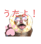 ワンだらけ パラダイスそのに（個別スタンプ：5）