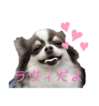 ワンだらけ パラダイスそのに（個別スタンプ：6）