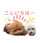 ワンだらけ パラダイスそのに（個別スタンプ：10）