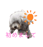 ワンだらけ パラダイスそのに（個別スタンプ：11）