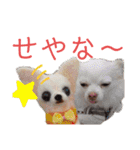 ワンだらけ パラダイスそのに（個別スタンプ：13）