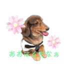 ワンだらけ パラダイスそのに（個別スタンプ：16）
