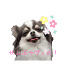 ワンだらけ パラダイスそのに（個別スタンプ：17）