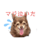 ワンだらけ パラダイスそのに（個別スタンプ：19）