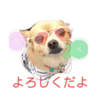 ワンだらけ パラダイスそのに（個別スタンプ：23）