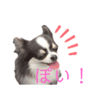 ワンだらけ パラダイスそのに（個別スタンプ：24）