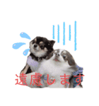 ワンだらけ パラダイスそのに（個別スタンプ：29）