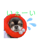 ワンだらけ パラダイスそのに（個別スタンプ：31）