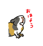 驚愕！ モルモットの世界（個別スタンプ：18）