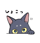 黒猫『春ちゃん』の気ままなスタンプ（個別スタンプ：15）