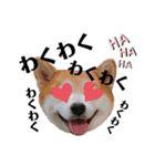 柴犬の源次郎2（個別スタンプ：2）