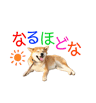 柴犬の源次郎2（個別スタンプ：3）