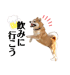 柴犬の源次郎2（個別スタンプ：4）