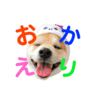 柴犬の源次郎2（個別スタンプ：6）