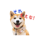 柴犬の源次郎2（個別スタンプ：8）