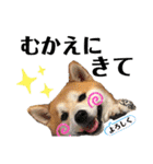 柴犬の源次郎2（個別スタンプ：9）