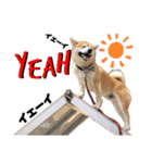 柴犬の源次郎2（個別スタンプ：11）