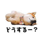 柴犬の源次郎2（個別スタンプ：14）