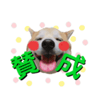柴犬の源次郎2（個別スタンプ：15）