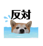 柴犬の源次郎2（個別スタンプ：16）