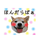 柴犬の源次郎2（個別スタンプ：17）