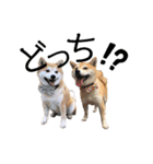 柴犬の源次郎2（個別スタンプ：18）