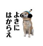 柴犬の源次郎2（個別スタンプ：20）