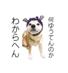 柴犬の源次郎2（個別スタンプ：21）