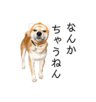 柴犬の源次郎2（個別スタンプ：22）