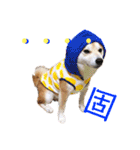 柴犬の源次郎2（個別スタンプ：23）