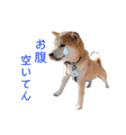 柴犬の源次郎2（個別スタンプ：24）