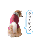 柴犬の源次郎2（個別スタンプ：25）