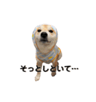 柴犬の源次郎2（個別スタンプ：26）