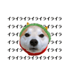 柴犬の源次郎2（個別スタンプ：28）