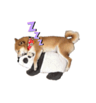 柴犬の源次郎2（個別スタンプ：29）