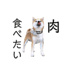柴犬の源次郎2（個別スタンプ：30）