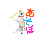 柴犬の源次郎2（個別スタンプ：31）