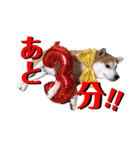 柴犬の源次郎2（個別スタンプ：32）
