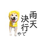 柴犬の源次郎2（個別スタンプ：35）