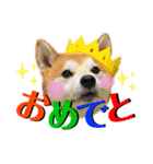 柴犬の源次郎2（個別スタンプ：36）