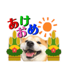 柴犬の源次郎2（個別スタンプ：39）