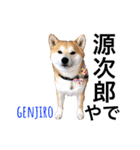 柴犬の源次郎2（個別スタンプ：40）