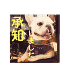 うちの犬と猫第2弾！（個別スタンプ：1）