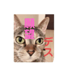 うちの犬と猫第2弾！（個別スタンプ：2）