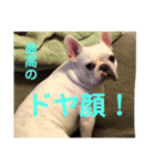うちの犬と猫第2弾！（個別スタンプ：3）