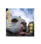 うちの犬と猫第2弾！（個別スタンプ：4）